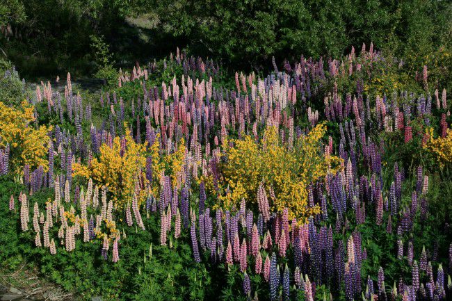 This image for Image Layouts addon