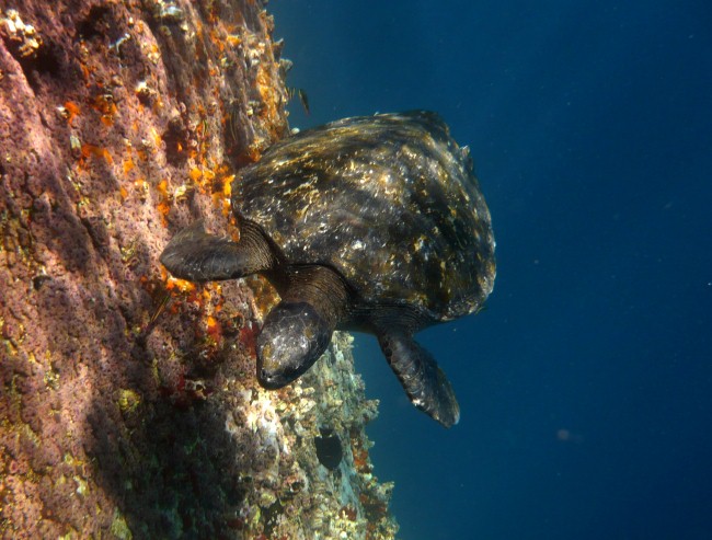 This image for Image Layouts addon