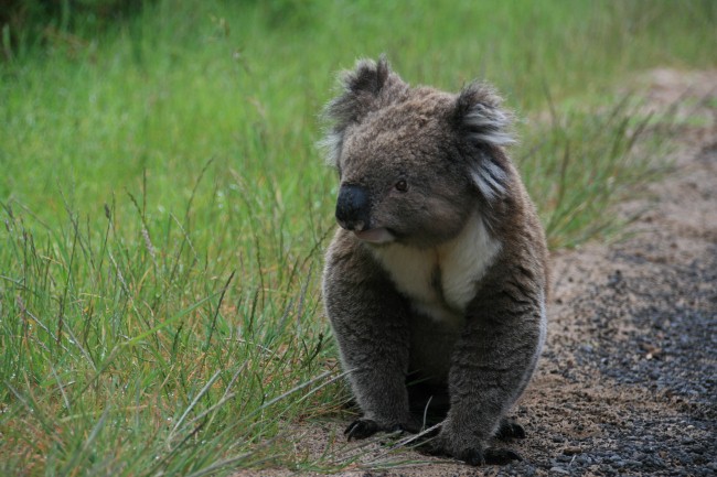 This image for Image Layouts addon